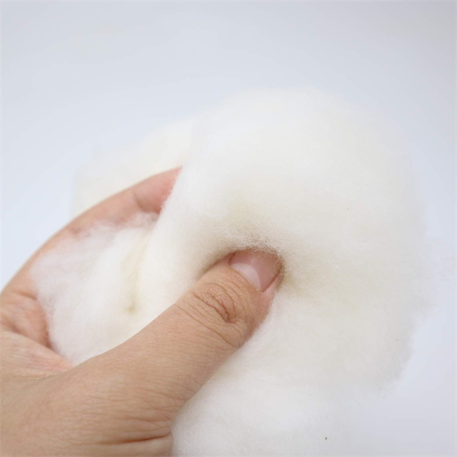 Cotton23