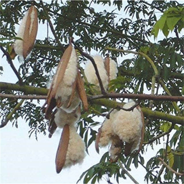 Kapok Fiber1 